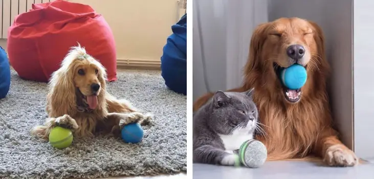 dog and cat chewing Peppy Pet Ball