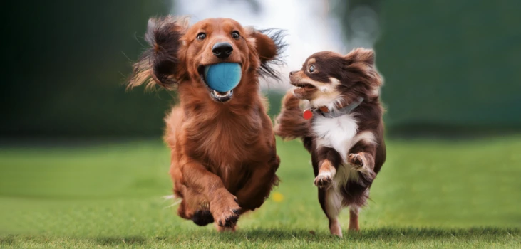 dogs running with Peppy Pet Ball in mouth